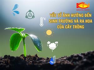 SỰ TĂNG TRƯỞNG VÀ RA HOA CỦA CÂY TRỒNG BỊ ẢNH HƯỞNG BỞI NHỮNG YẾU TỐ NÀO?